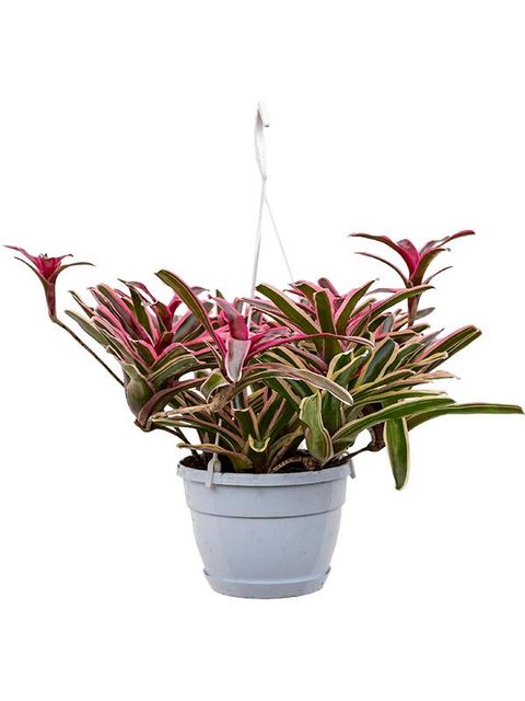 Neoregelia 'Donger'