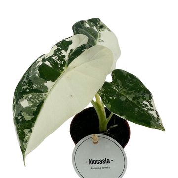 Alocasia micholitziana 'Frydek Variegata'
