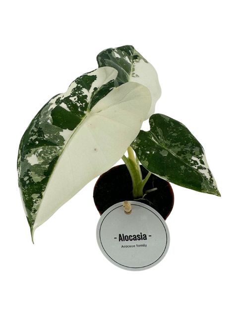 Alocasia micholitziana 'Frydek Variegata'