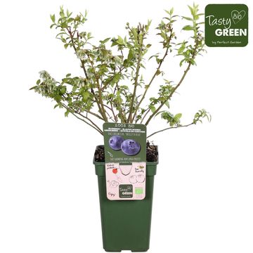 Vaccinium corymbosum 'Brigitta Blue'