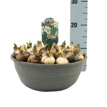 Narcissus 'Geranium'