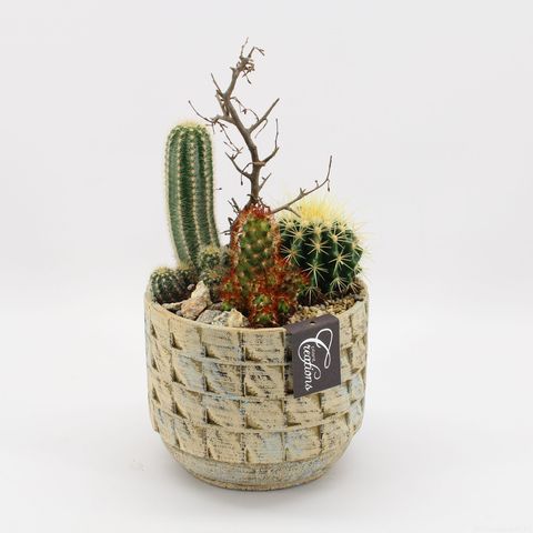 Arrangement Cactus Essentials