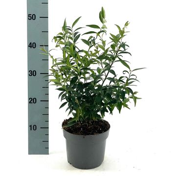Sarcococca ruscifolia 'Dragon Gate'