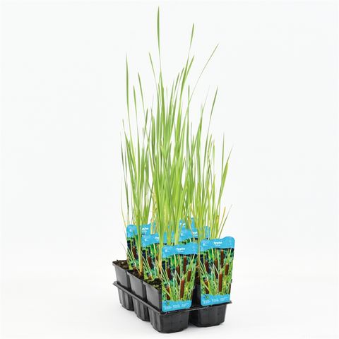 Typha latifolia
