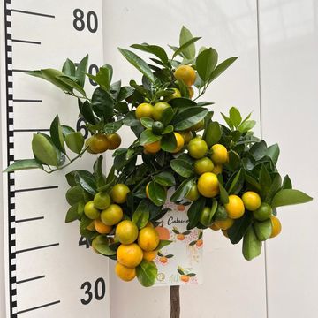 x Citrofortunella microcarpa