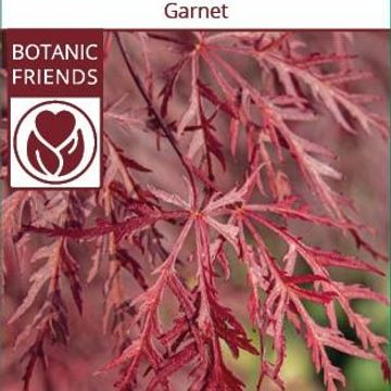 Acer palmatum 'Garnet'