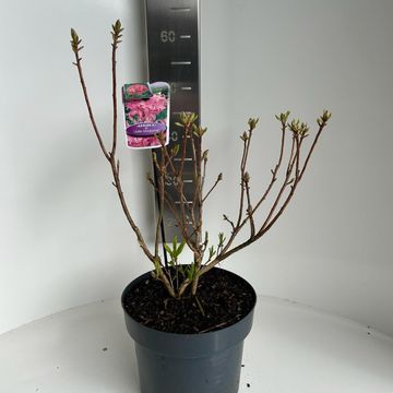 Rhododendron 'Джоли Мадам'