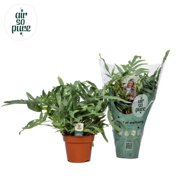 Phlebodium aureum 'Blue Star'