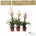 Bromelia MIX