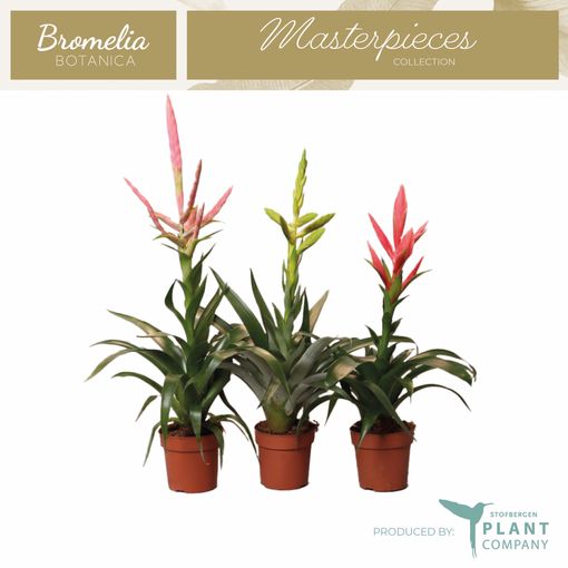 Bromelia MIX