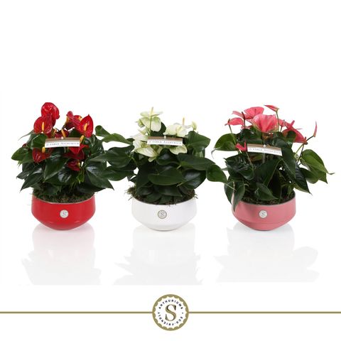 Anthurium MIX (Stolk Brothers)