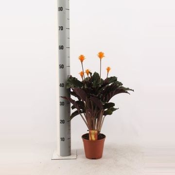 Calathea crocata