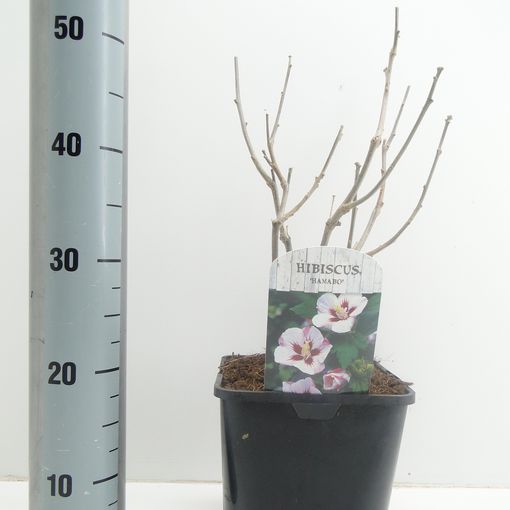Hibiscus hamabo (Hooftman boomkwekerij)
