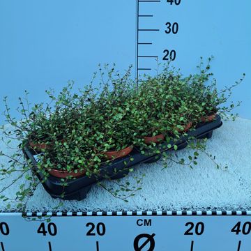 Muehlenbeckia complexa