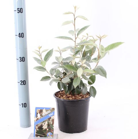 Elaeagnus x ebbingei