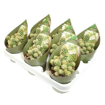 Mammillaria elongata cristata