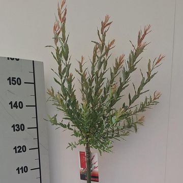 Salix integra 'Flamingo'