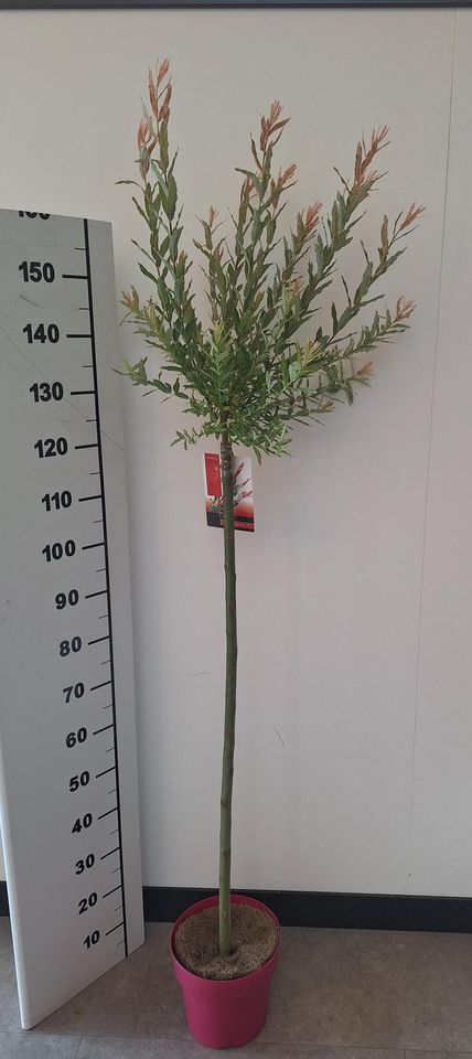 Salix integra 'Flamingo'