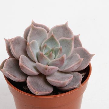 Echeveria 'Lola'