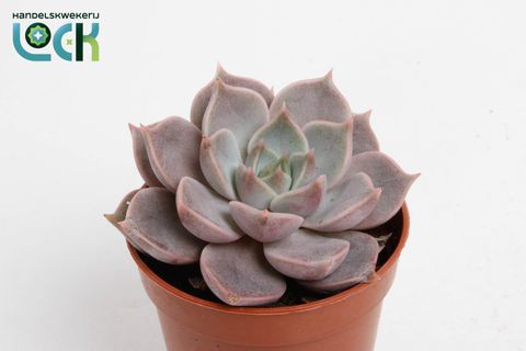 Echeveria 'Lola'