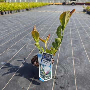 Magnolia stellata 'Waterlily'