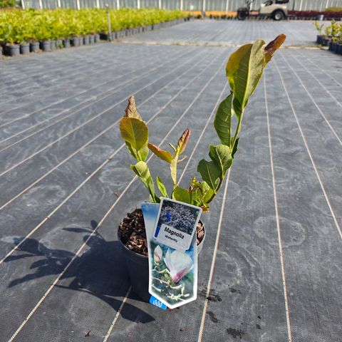 Magnolia stellata 'Waterlily'