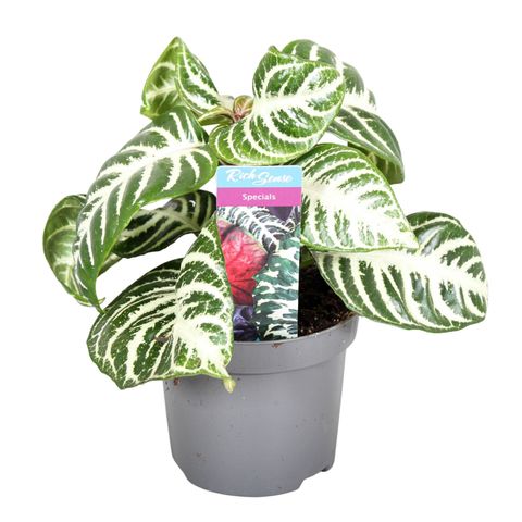 Aphelandra squarrosa CINTHO CURLEY WHITE