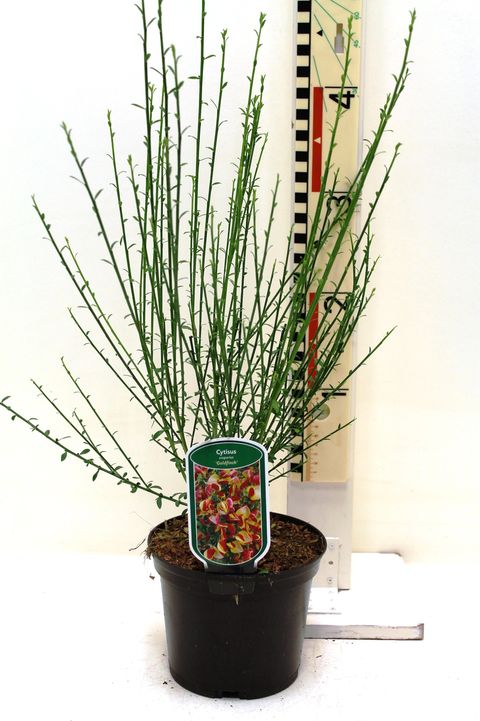 Cytisus 'Голдфинч'