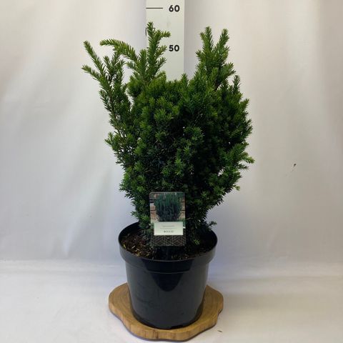 Taxus x media 'Hillii'