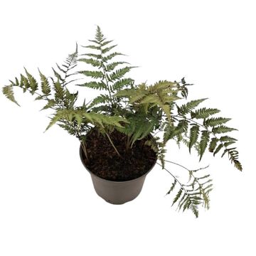 Athyrium niponicum pictum