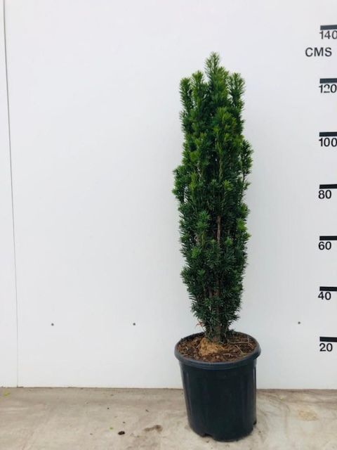 Taxus baccata 'Fastigiata Robusta'