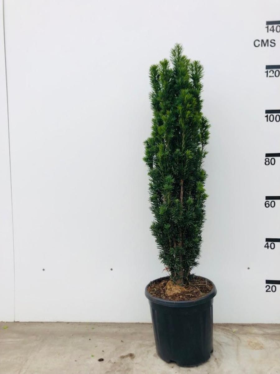 zimmerpflanze feder Glücksfeder | Zamioculcas zamiifolia