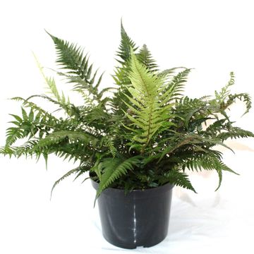 Athyrium spicatum