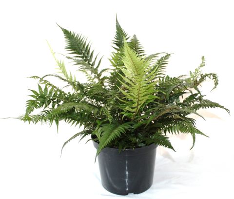 Athyrium spicatum