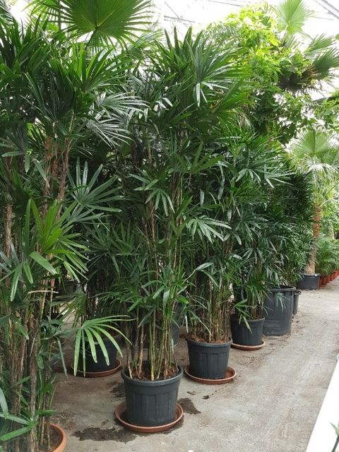 Rhapis excelsa