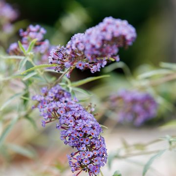 Buddleja davidii 'Nanho Blue'
