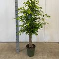 Ficus benjamina 'Reginald'