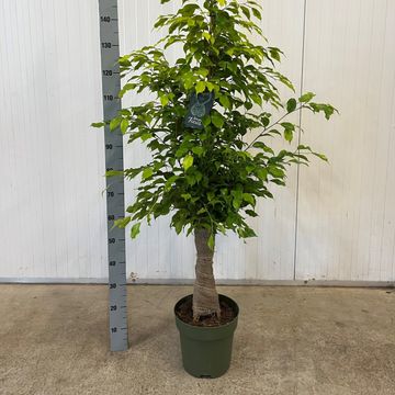 Ficus benjamina 'Reginald'