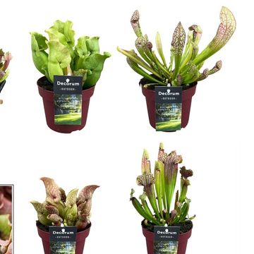 Sarracenia MIX