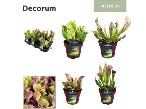 Sarracenia MIX