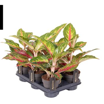 Aglaonema 'Eyecatcher Red'