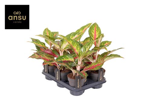 Aglaonema 'Eyecatcher Red'