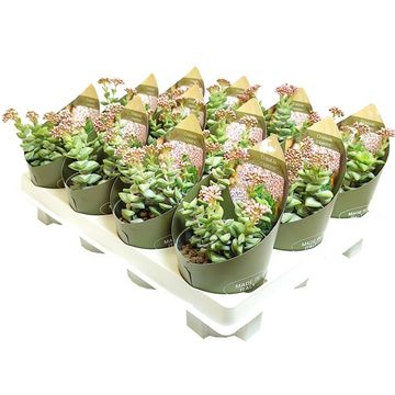Crassula rupestris