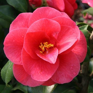 Camellia reticulata 'Mary Williams'