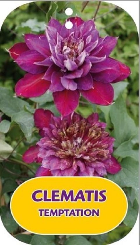 Clematis TEMPTATION (EL)