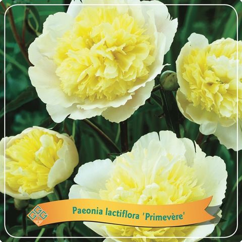 Paeonia LACTIFLORA MIX — Plant Wholesale FlorAccess