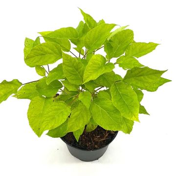 Hydrangea arborescens 'Annabelle'