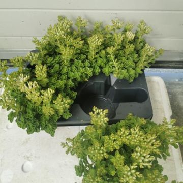 Sedum spurium 'Roseum Superbum'