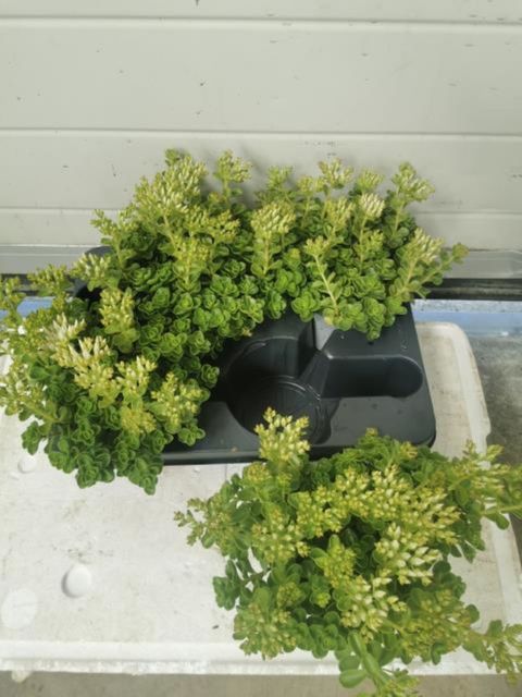 Sedum spurium 'Roseum Superbum'