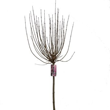 Syringa meyeri 'Palibin'